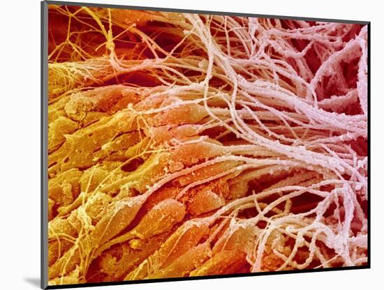 Sperm in Testis of a Rat-Micro Discovery-Mounted Photographic Print