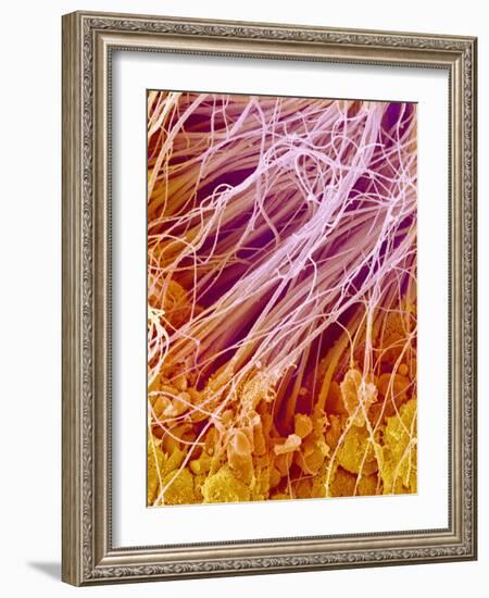 Sperm in Testis of a Rat-Micro Discovery-Framed Photographic Print