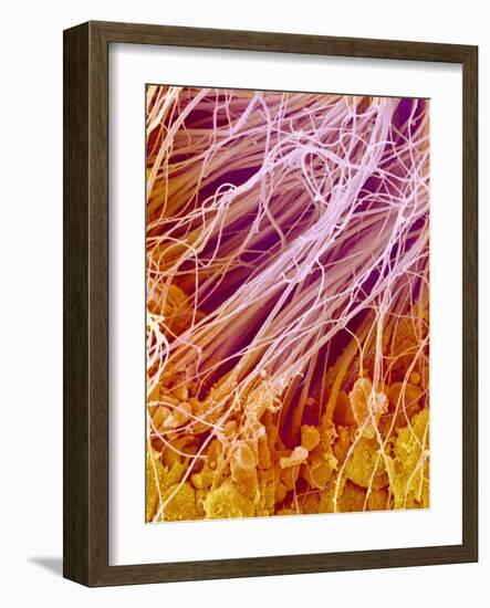 Sperm in Testis of a Rat-Micro Discovery-Framed Photographic Print