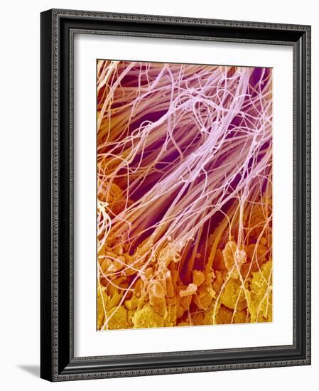 Sperm in Testis of a Rat-Micro Discovery-Framed Photographic Print