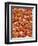 Sperm in Testis of a Rat-Micro Discovery-Framed Photographic Print