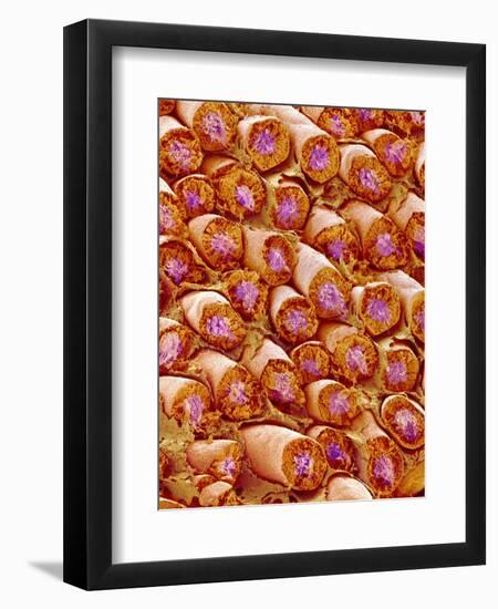 Sperm in Testis of a Rat-Micro Discovery-Framed Photographic Print