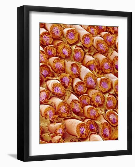 Sperm in Testis of a Rat-Micro Discovery-Framed Photographic Print
