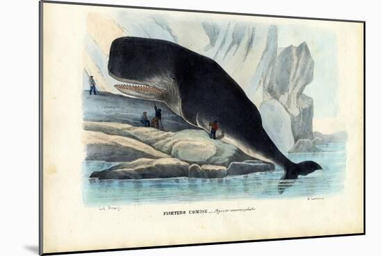 Sperm Whale, 1863-79-Raimundo Petraroja-Mounted Giclee Print