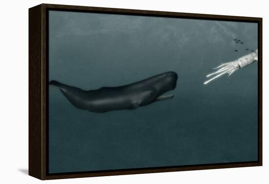 Sperm Whale And Giant Squid-Christian Darkin-Framed Premier Image Canvas