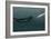 Sperm Whale And Giant Squid-Christian Darkin-Framed Photographic Print