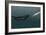 Sperm Whale And Giant Squid-Christian Darkin-Framed Photographic Print
