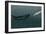 Sperm Whale And Giant Squid-Christian Darkin-Framed Photographic Print