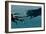 Sperm Whale And Giant Squid-Christian Darkin-Framed Photographic Print