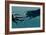 Sperm Whale And Giant Squid-Christian Darkin-Framed Photographic Print