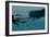 Sperm Whale And Giant Squid-Christian Darkin-Framed Photographic Print