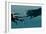 Sperm Whale And Giant Squid-Christian Darkin-Framed Photographic Print