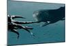 Sperm Whale And Giant Squid-Christian Darkin-Mounted Photographic Print