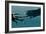 Sperm Whale And Giant Squid-Christian Darkin-Framed Photographic Print