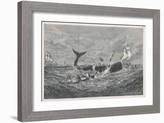 Sperm Whale Attacked-null-Framed Art Print