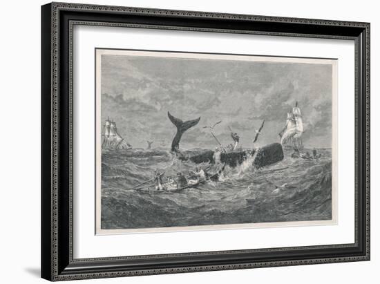 Sperm Whale Attacked-null-Framed Premium Giclee Print