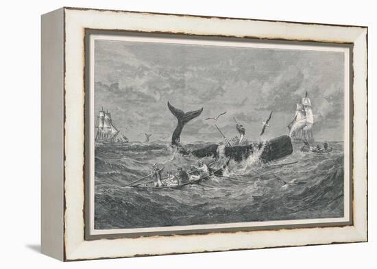 Sperm Whale Attacked-null-Framed Stretched Canvas