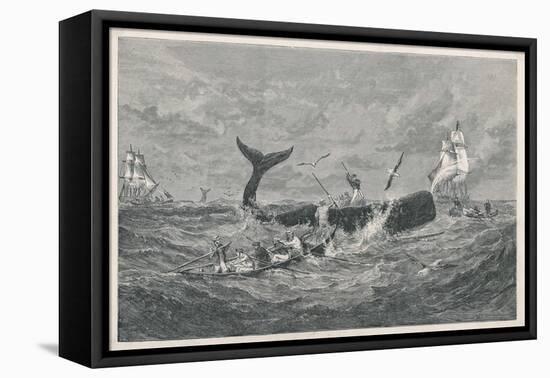 Sperm Whale Attacked-null-Framed Stretched Canvas