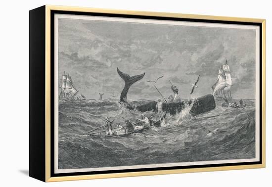 Sperm Whale Attacked-null-Framed Stretched Canvas