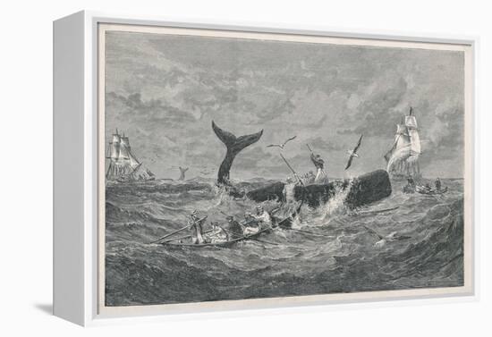 Sperm Whale Attacked-null-Framed Stretched Canvas