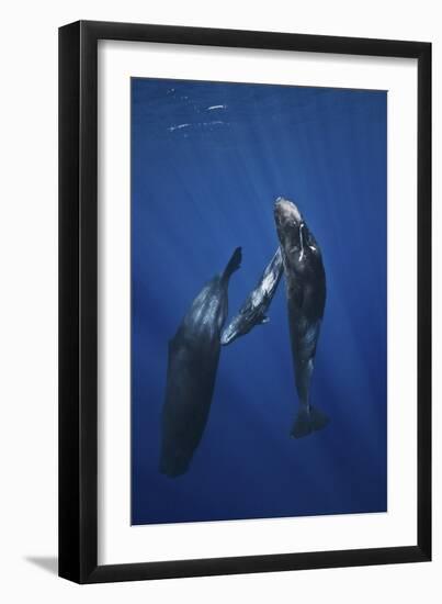 Sperm Whale Family-Barathieu Gabriel-Framed Giclee Print