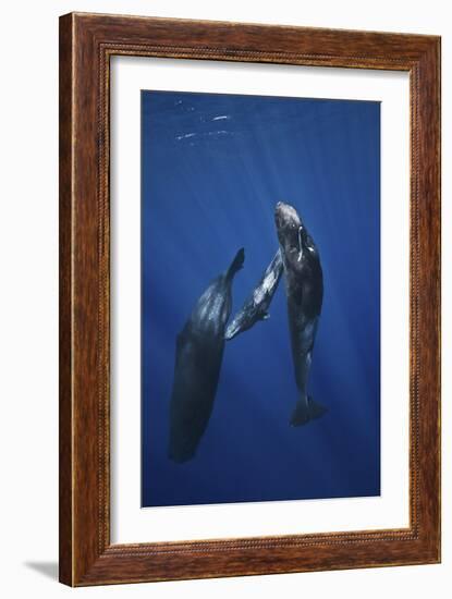 Sperm Whale Family-Barathieu Gabriel-Framed Giclee Print