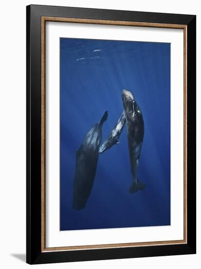 Sperm Whale Family-Barathieu Gabriel-Framed Giclee Print