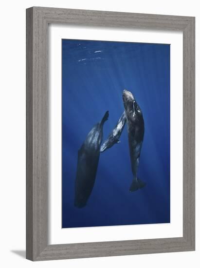 Sperm Whale Family-Barathieu Gabriel-Framed Giclee Print