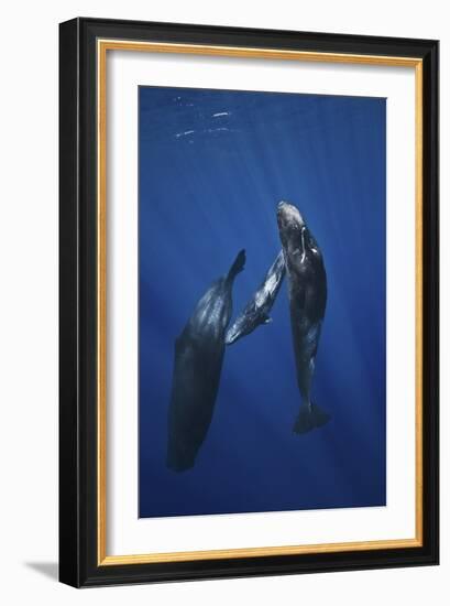 Sperm Whale Family-Barathieu Gabriel-Framed Giclee Print