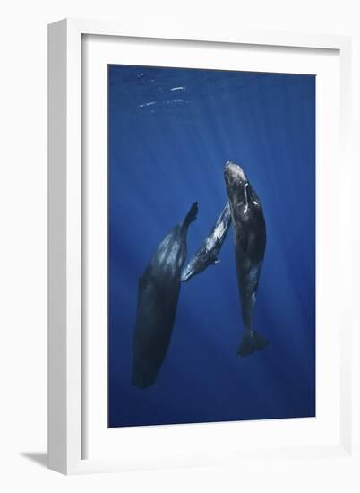 Sperm Whale Family-Barathieu Gabriel-Framed Giclee Print