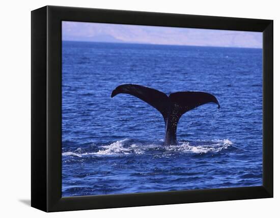 Sperm Whale Fluke-DLILLC-Framed Premier Image Canvas