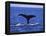 Sperm Whale Fluke-DLILLC-Framed Premier Image Canvas