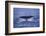 Sperm Whale Fluke-DLILLC-Framed Photographic Print