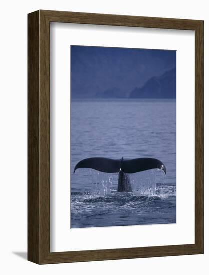 Sperm Whale Fluke-DLILLC-Framed Photographic Print