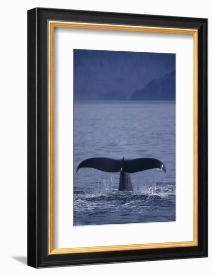 Sperm Whale Fluke-DLILLC-Framed Photographic Print