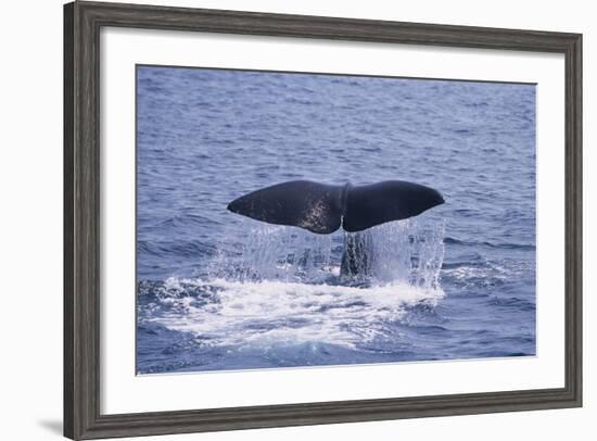 Sperm Whale Fluke-DLILLC-Framed Photographic Print