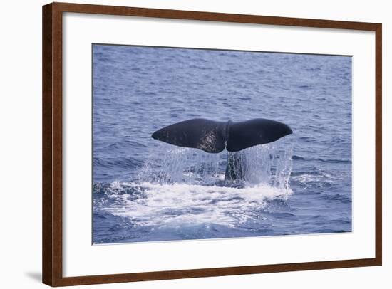 Sperm Whale Fluke-DLILLC-Framed Photographic Print