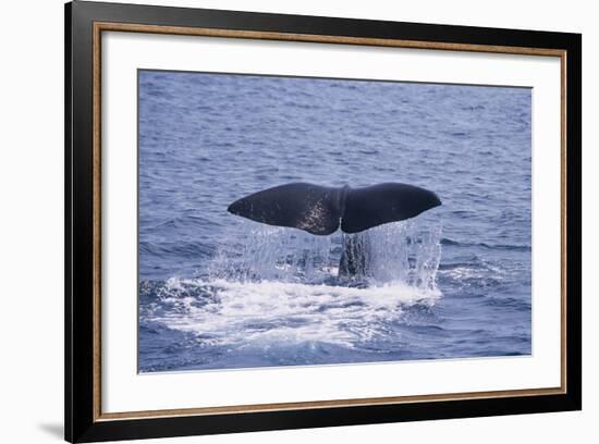 Sperm Whale Fluke-DLILLC-Framed Photographic Print