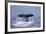 Sperm Whale Fluke-DLILLC-Framed Photographic Print