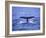 Sperm Whale Fluke-DLILLC-Framed Photographic Print