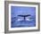 Sperm Whale Fluke-DLILLC-Framed Photographic Print