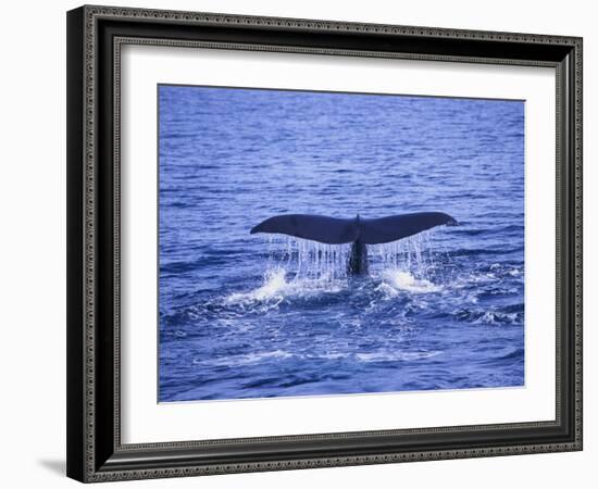 Sperm Whale Fluke-DLILLC-Framed Photographic Print