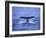 Sperm Whale Fluke-DLILLC-Framed Photographic Print