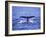 Sperm Whale Fluke-DLILLC-Framed Photographic Print