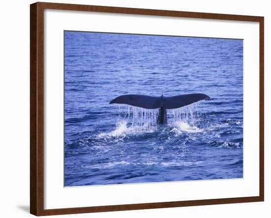 Sperm Whale Fluke-DLILLC-Framed Photographic Print