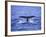 Sperm Whale Fluke-DLILLC-Framed Photographic Print