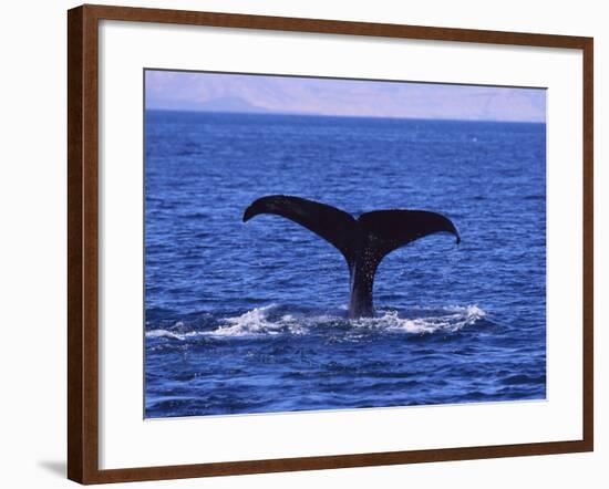 Sperm Whale Fluke-DLILLC-Framed Photographic Print