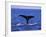 Sperm Whale Fluke-DLILLC-Framed Photographic Print