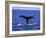 Sperm Whale Fluke-DLILLC-Framed Photographic Print