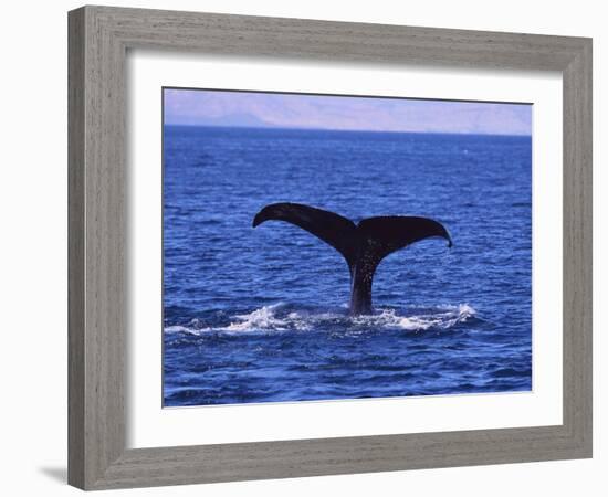 Sperm Whale Fluke-DLILLC-Framed Photographic Print